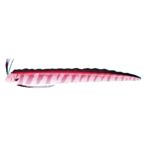 Candy Oarfish